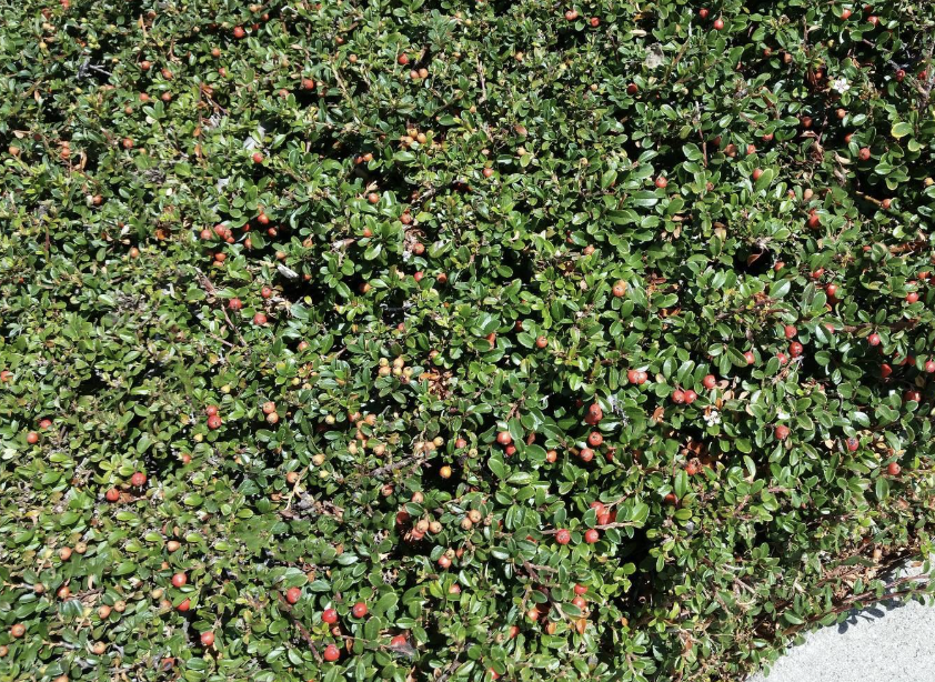 Cotoneaster D. 'Lowfast'