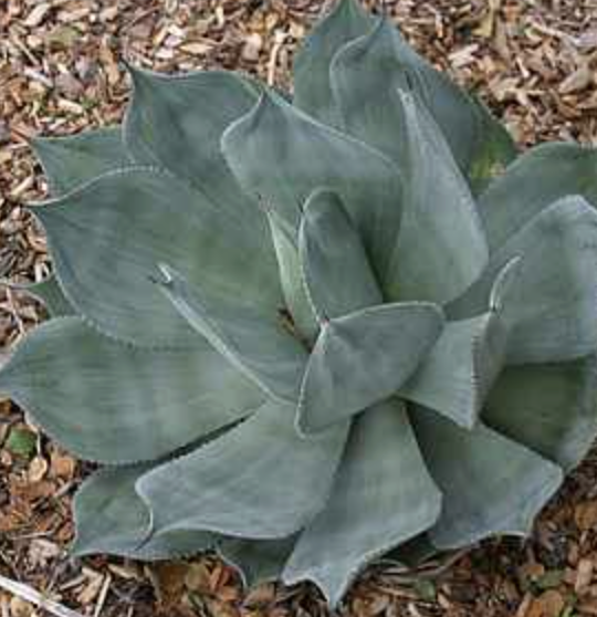 Agave celsii ‘Nova’