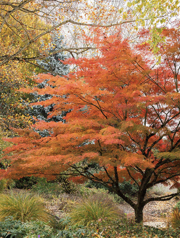 Acer palmatum ‘Seiryu’ (Japanese Maple)