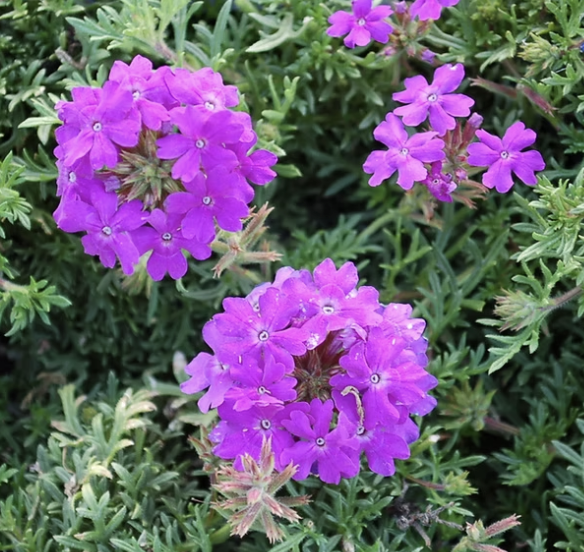 Verbena ‘Tapien Blue Violet’ (Trailing Verbena)