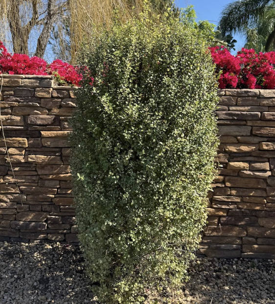 Pittosporum tenuifolium ‘Silver Sheen’