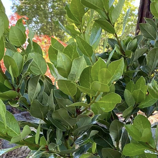 Laurus nobilis ‘Saratoga’