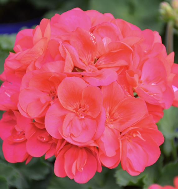 Pelargonium H. ‘Savannah Punch’ (Zonal Geranium)
