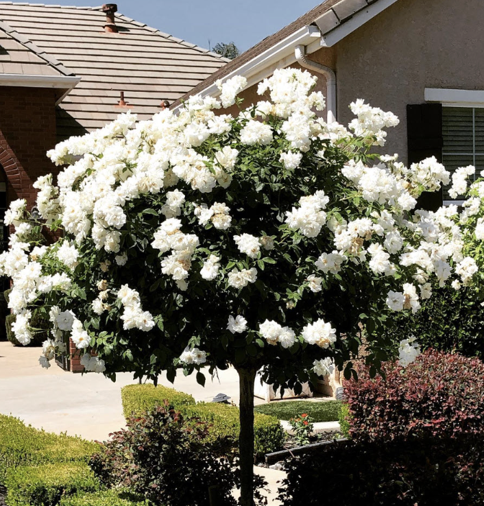 Rosa ‘Iceberg’ (Standard Rose)
