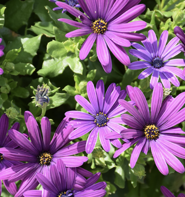 Osteospermum ‘Margarita Purple’ (African Daisy)