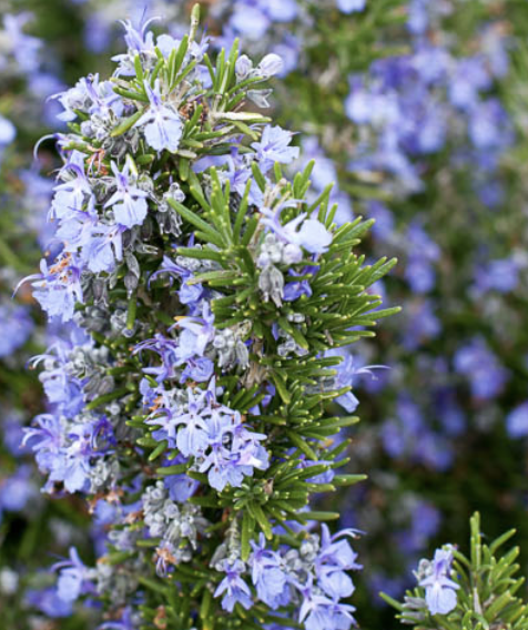 Rosmarinus officinalis ‘Tuscan Blue’