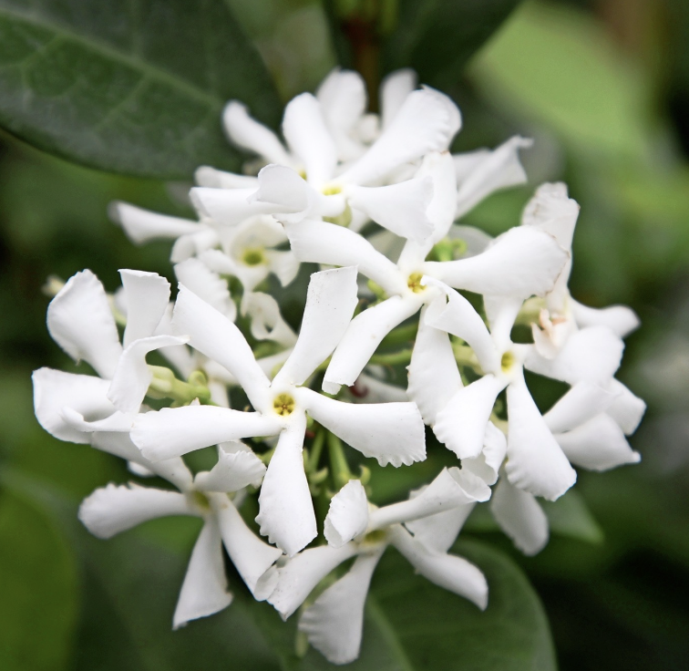 Trachelospermum jasminoides (Standard Star Jasmine)