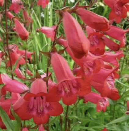 Penstemon ‘Firebird’ (Beardtongue)