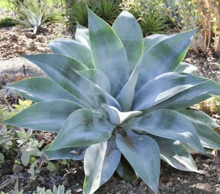 Agave attenuata ‘Boutin Blue’ (Foxtail Agave)