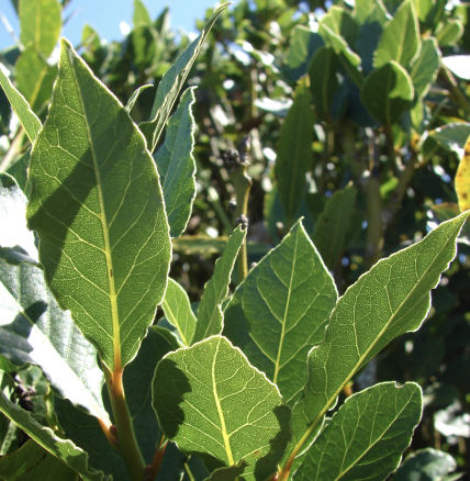 Laurus nobilis (Bay Laurel)