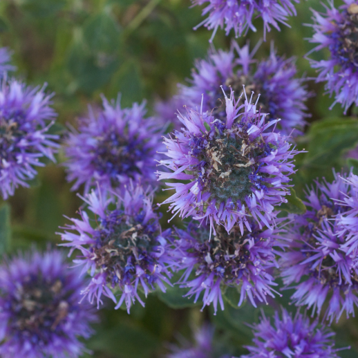 Monardella Villosa (Coyote Mint)
