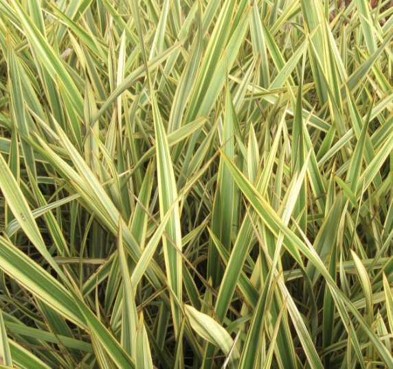 Phormium ‘Golden Ray’