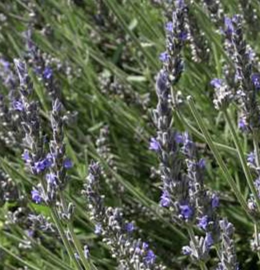 Lavandula Heterophylla (Hybrid Lavender)