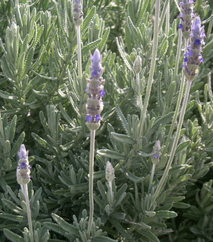 Lavandula Dentata (French Lavender)