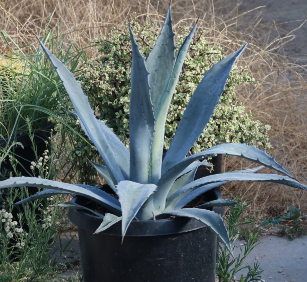 Agave Americana (Century Plant)