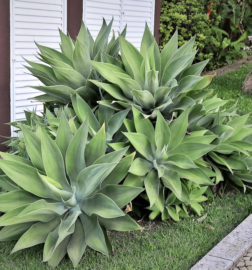 Agave attenuata (Foxtail Agave)
