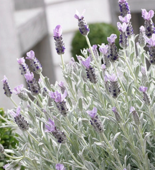 Lavandula stoechas ‘Silver Anouk’ (Spanish Lavender)