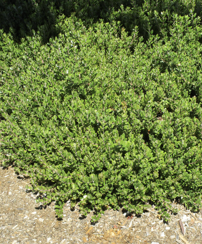 Arctostaphylos E. ‘Carmel Sur’ (Manzanita)