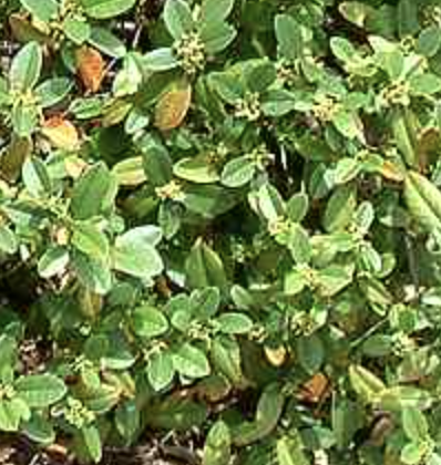 Rhamnus californica ‘Eve Case’ (Coffeeberry)