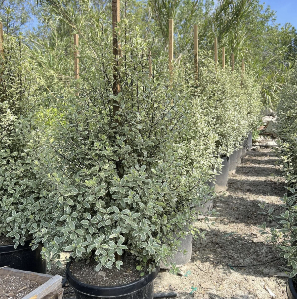 Pittosporum ‘Marjorie Channon’