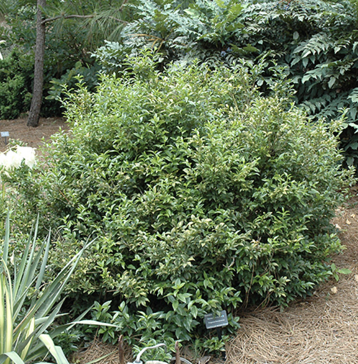 Sarcococca ruscifolia (Sweet Box)
