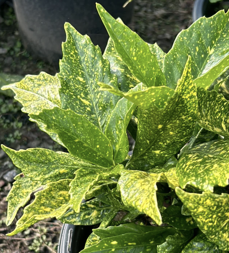 Aucuba J. ‘Variegata’ (Gold Dust Plant)