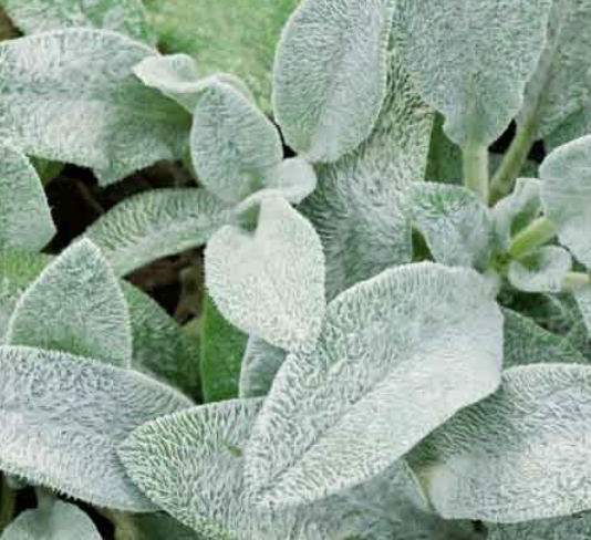 Stachys byzantina (Lamb’s Ear)