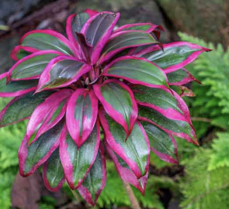 Cordyline fruticosa ‘Electric Pink’ (Ti Plant)