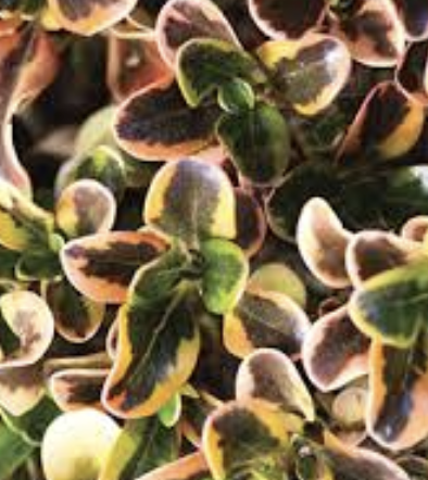 Coprosma ‘Rainbow Surprise’