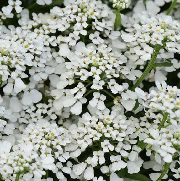 Iberis ‘Summer Snowdrift’ (Candytuft)