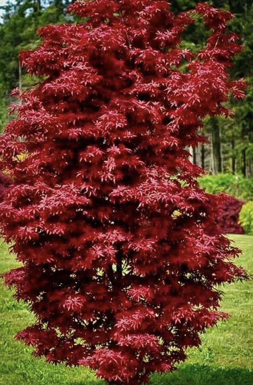 Acer palmatum ‘Sentinel’