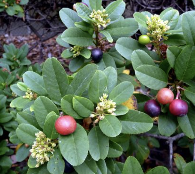Rhamnus californica (California Coffeeberry)
