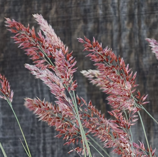 Melinis nerviglumis ‘Pink Champagne’ (Ruby Grass)
