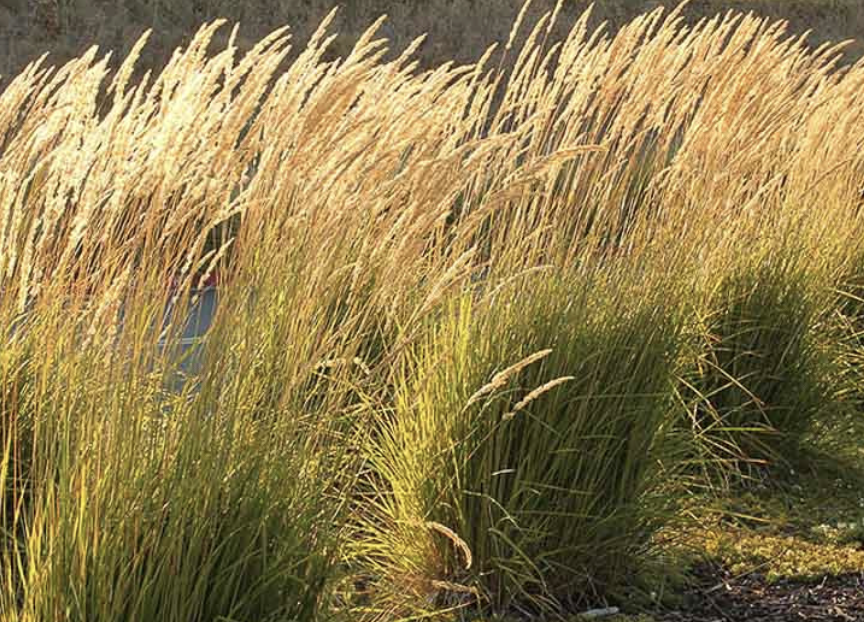 Calamagrostis ‘Karl Foerster’ (Feather Reed Grass)