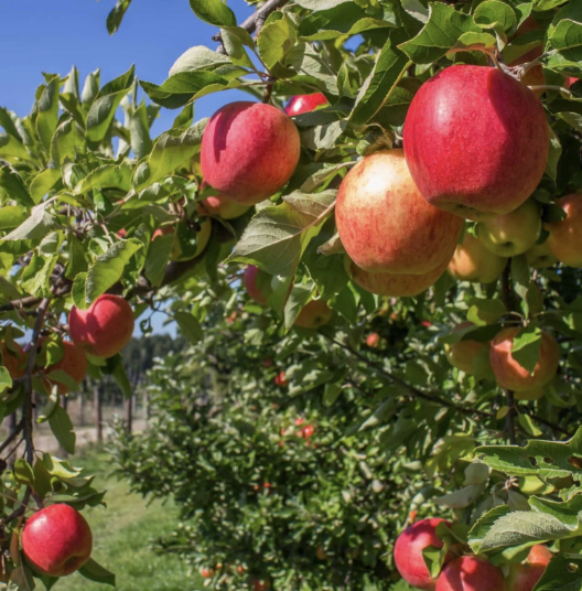 Malus domestica ‘Anna’ (Apple)