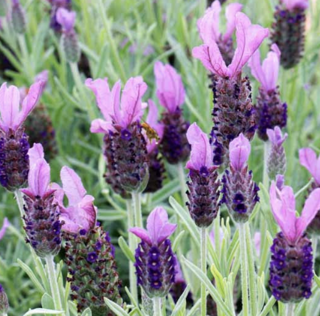 Lavandula S. ‘Anouk’ (Spanish Lavender)