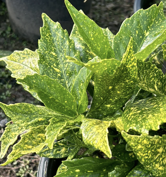 Aucuba japonica ‘Variegata’ (Gold Dust Plant)
