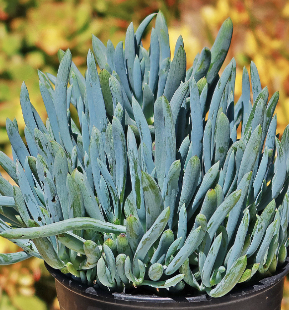 Senecio ‘Skyscraper’ (Blue Chalk Sticks selection)