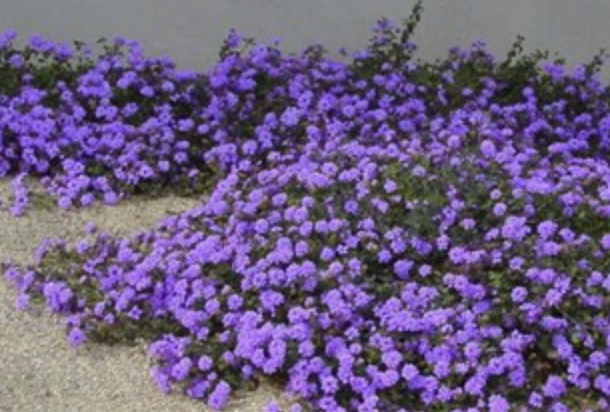 Lantana ‘Purple’ (Trailing Lantana)