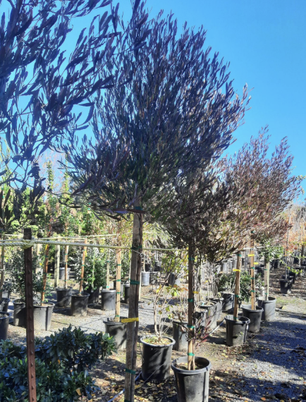 Dodonaea viscosa ‘Purpurea’ (Standard)