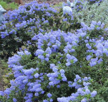 Ceanothus ‘Joyce Coulter’