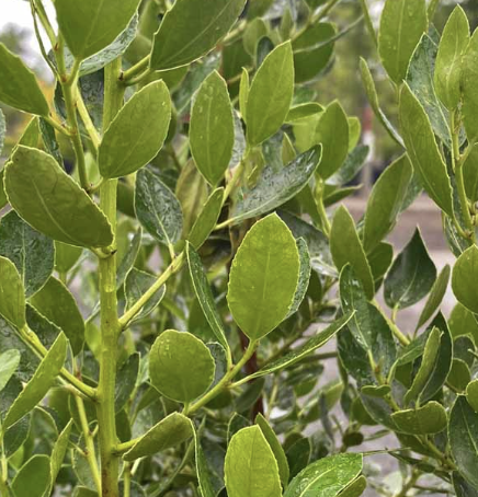 Rhamnus alaternus ‘John Edwards’ (Standard)