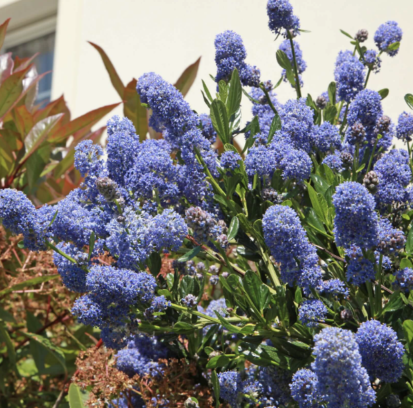 Ceanothus ‘Julia Phelps’ (California Lilac)