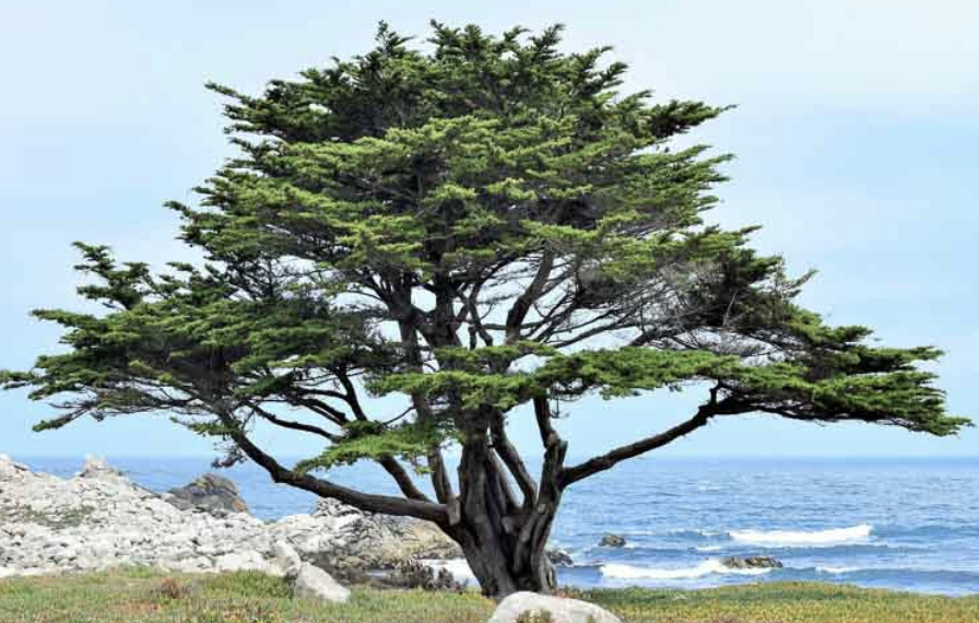 Cupressus macrocarpa (Monterey Cypress)
