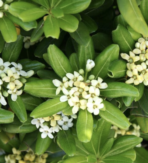 Pittosporum T. ‘Beach Ball’ (Japanese Mock Orange)