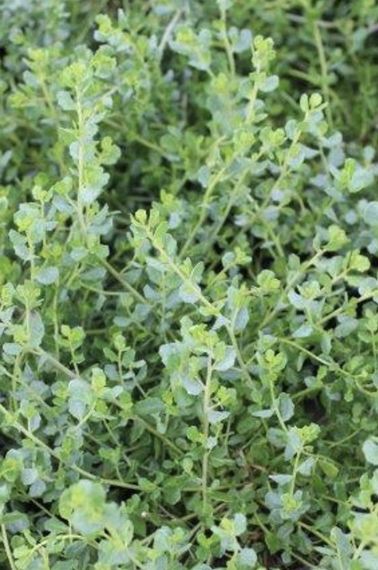 Baccharis P. ‘Pigeon Point’ (Dwarf Coyote Brush)