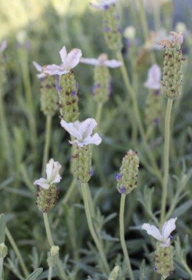 Lavandula S. ‘Javelin Blush’ (Spanish Lavender)