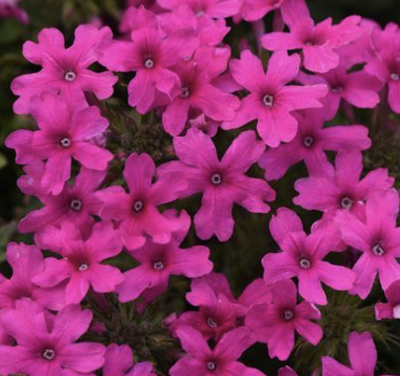 Verbena ‘Homestead Hot Pink’