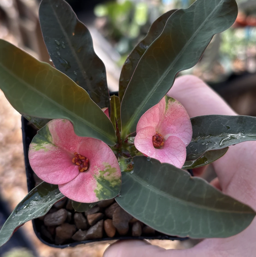 Euphorbia milii ‘Purple Leaf’ (Crown of Thorns)