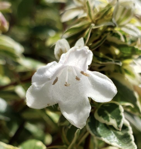 Abelia ‘Radiance’